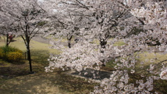 東雲公園の桜４