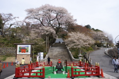 慈光寺の桜