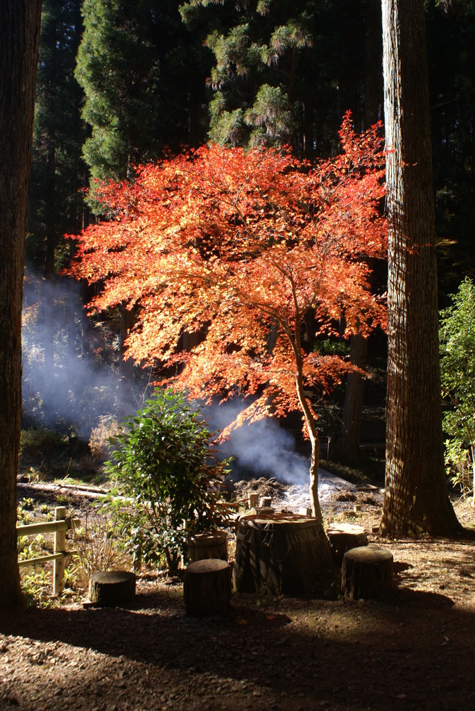 紅葉１