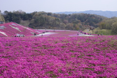 芝桜と風景