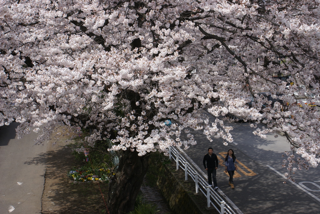 新川の桜４