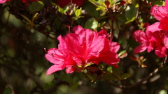 八幡山のツツジ ６