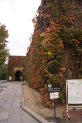 アイヴィースクエア