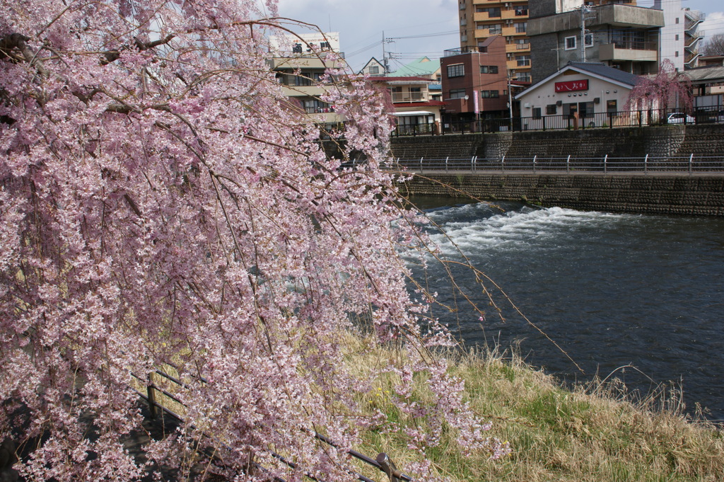 田川と枝垂桜