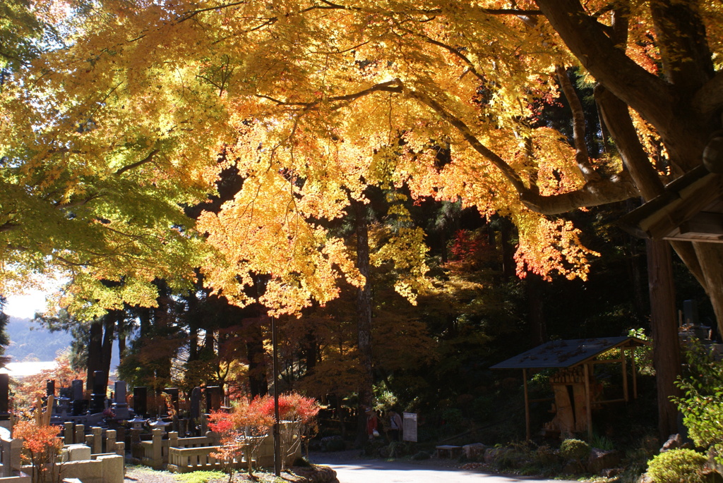 紅葉２