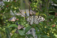 オオゴマダラとリュウキュウアサギマダラ