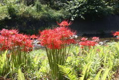 川と彼岸花２