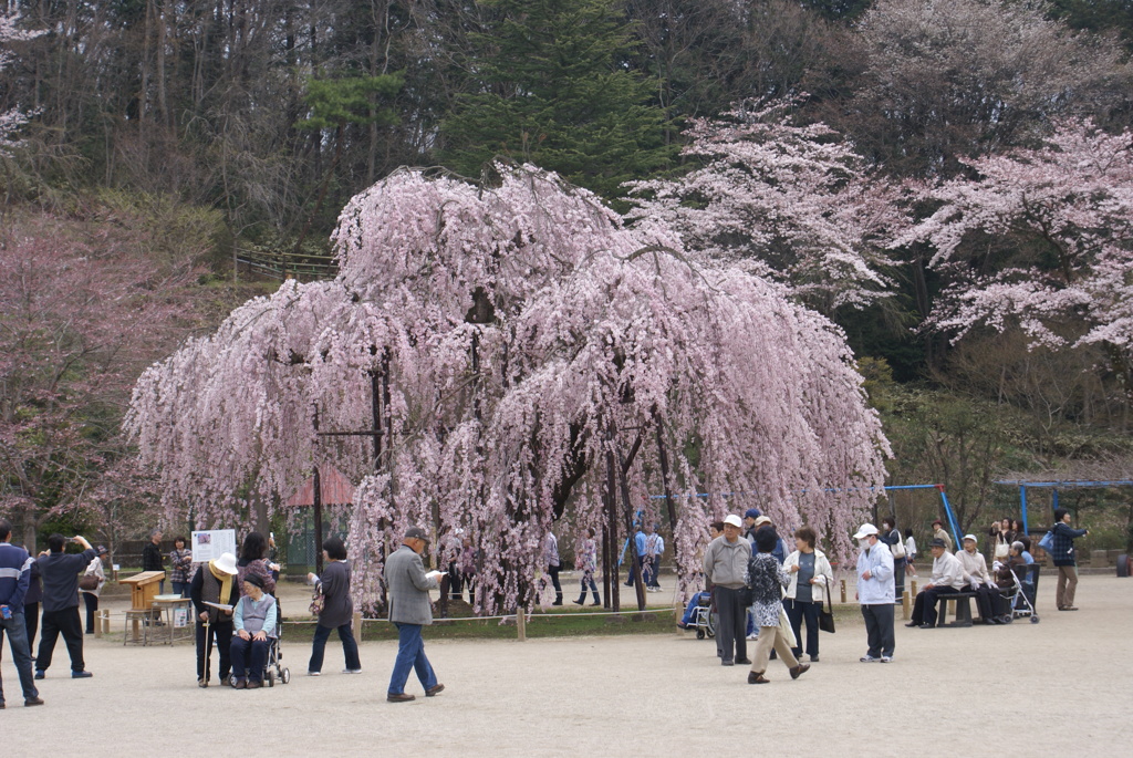 孝子桜１