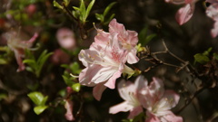 八幡山のツツジ ８