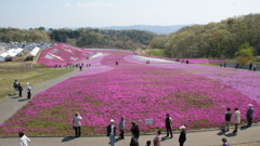 芝桜公園全景