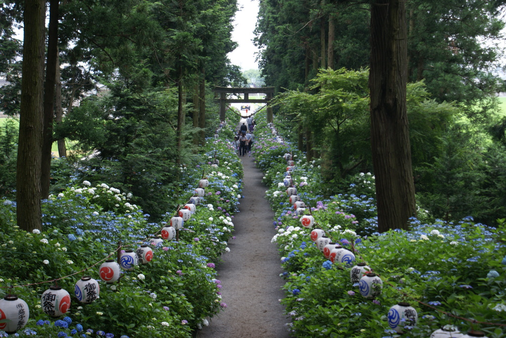 参道の紫陽花