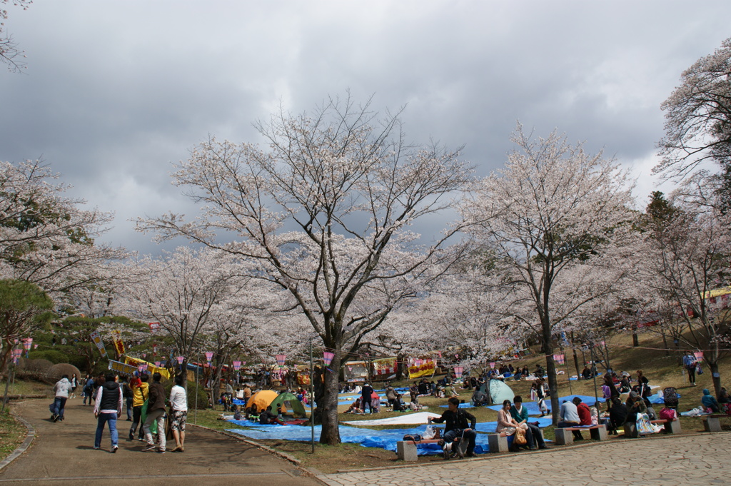 八幡山の桜１