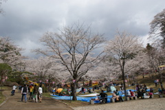 八幡山の桜１