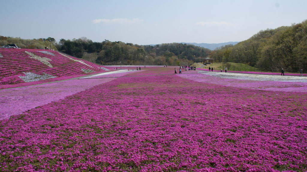 芝桜公園