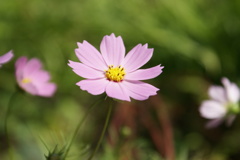 コスモス２
