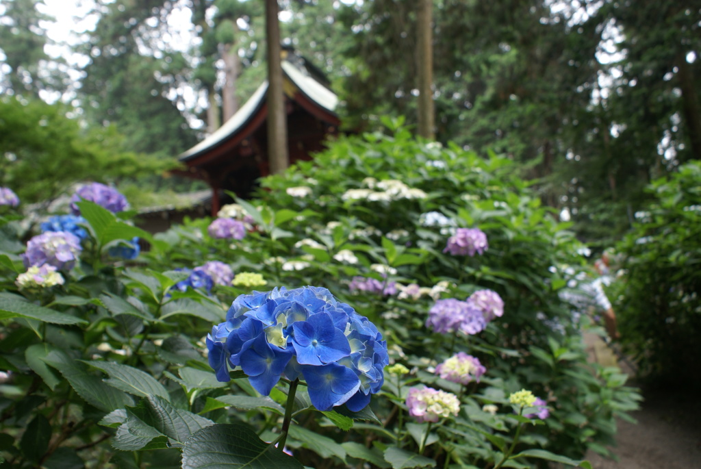 紫陽花と拝殿