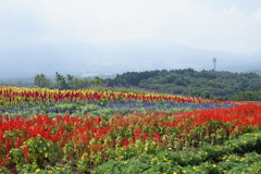 フラワーワールド３