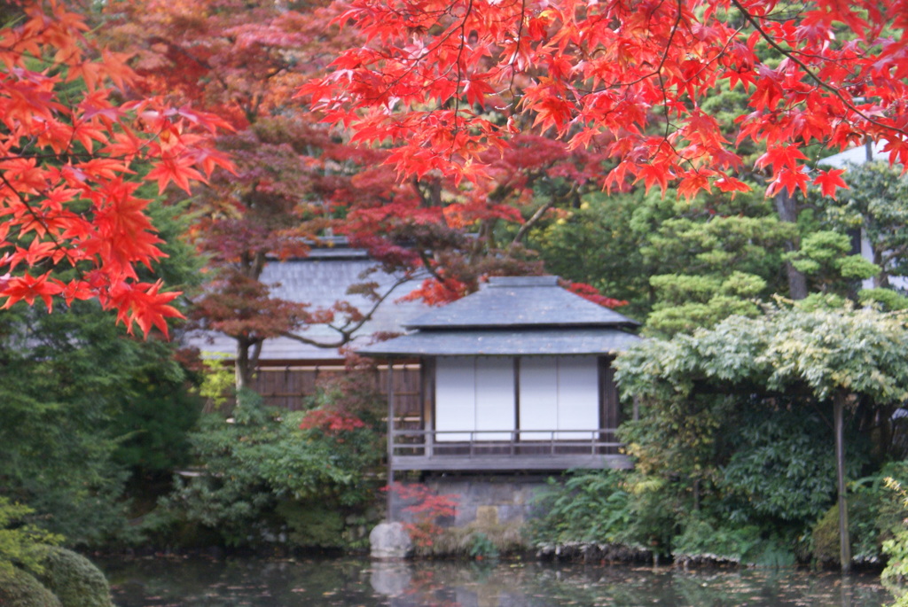 紅葉５