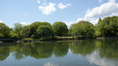 昭和大池と新緑