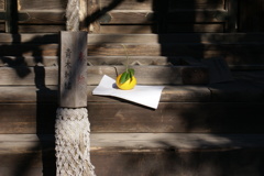 供えられた夏みかん