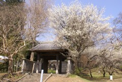 山門と梅