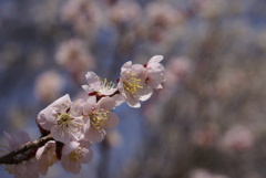 ピンク梅？