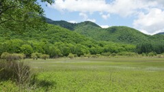 小田代ヶ原の新緑２