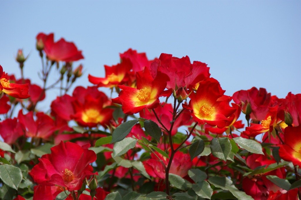 薔薇