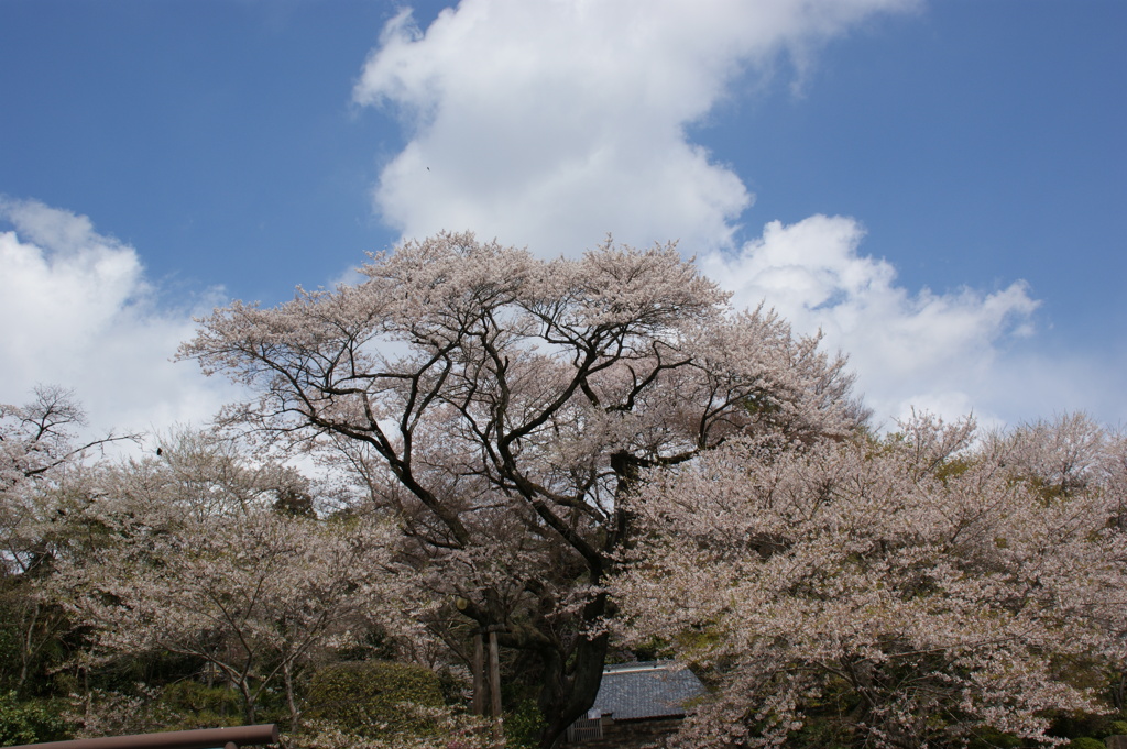 慈光寺の桜