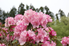石楠花２