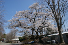 白楊高校の桜