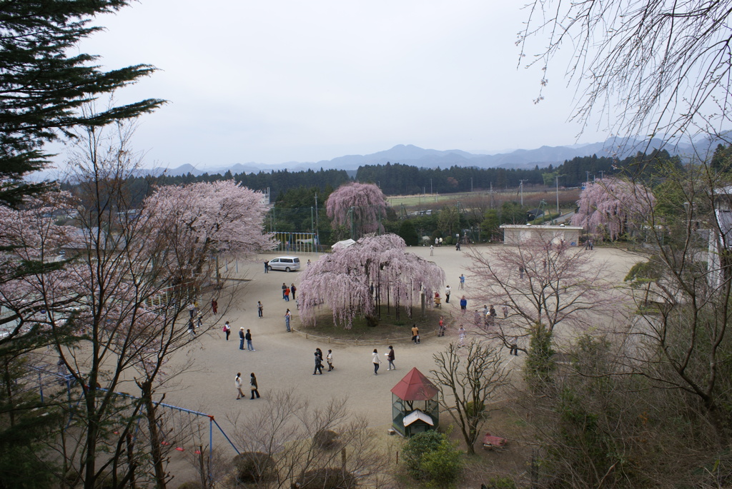 孝子桜２