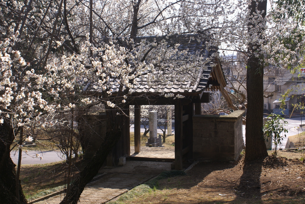 山門の裏と梅