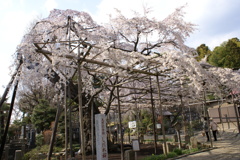 祥雲寺の桜