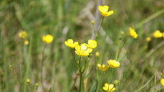 ミツバツチグリ