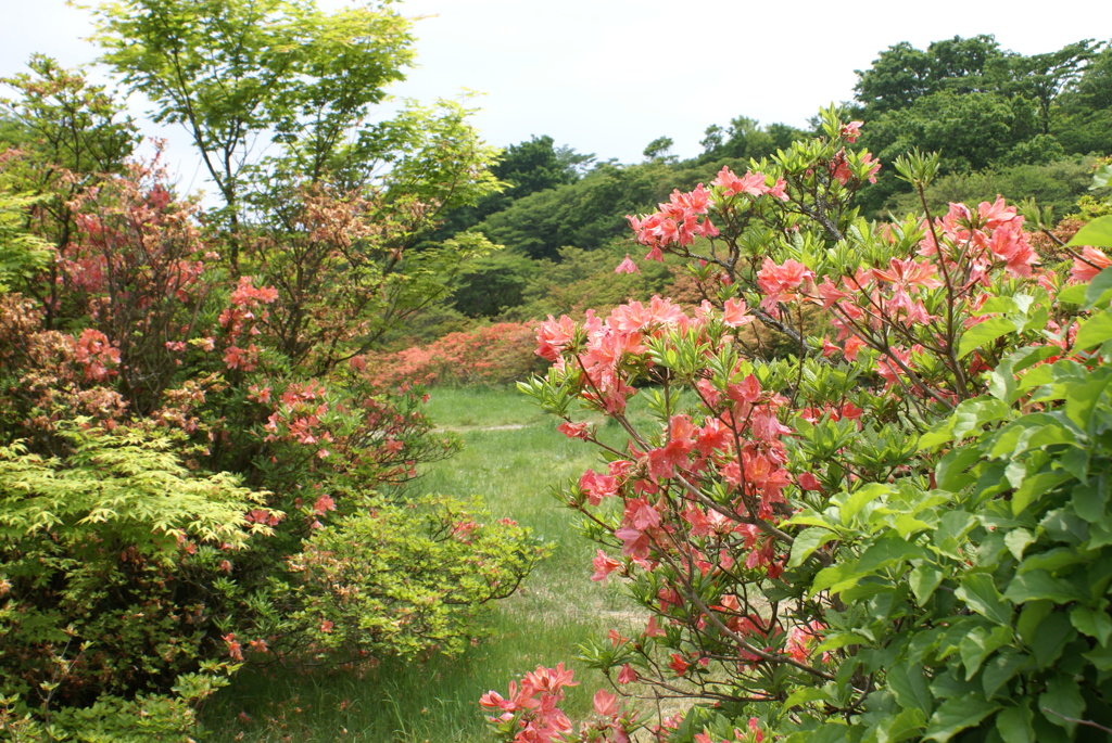 草原とツツジ