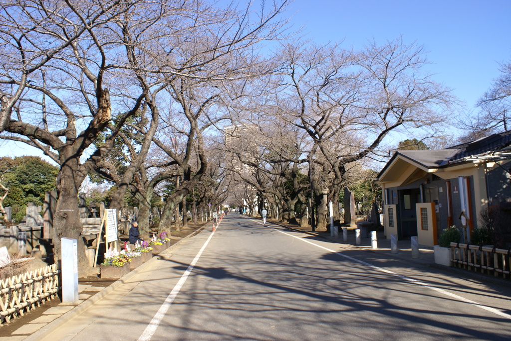 谷中霊園