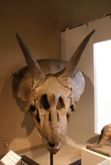 トリケラトプスの頭骨