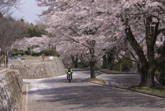 花見ライダー
