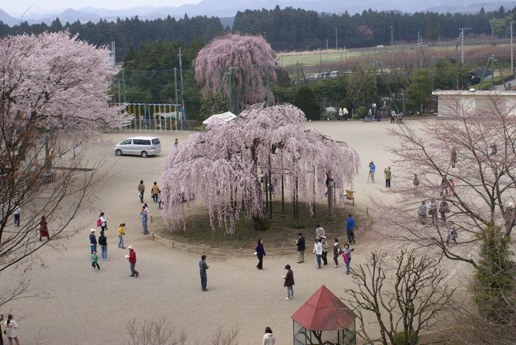 孝子桜３
