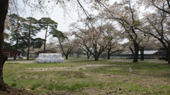 センターの牧場