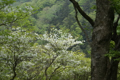 ゴヨウツツジ３