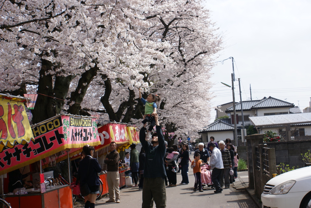 新川の桜２