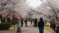 東雲公園の桜８