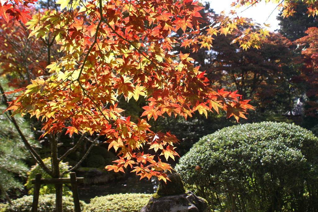 紅葉３