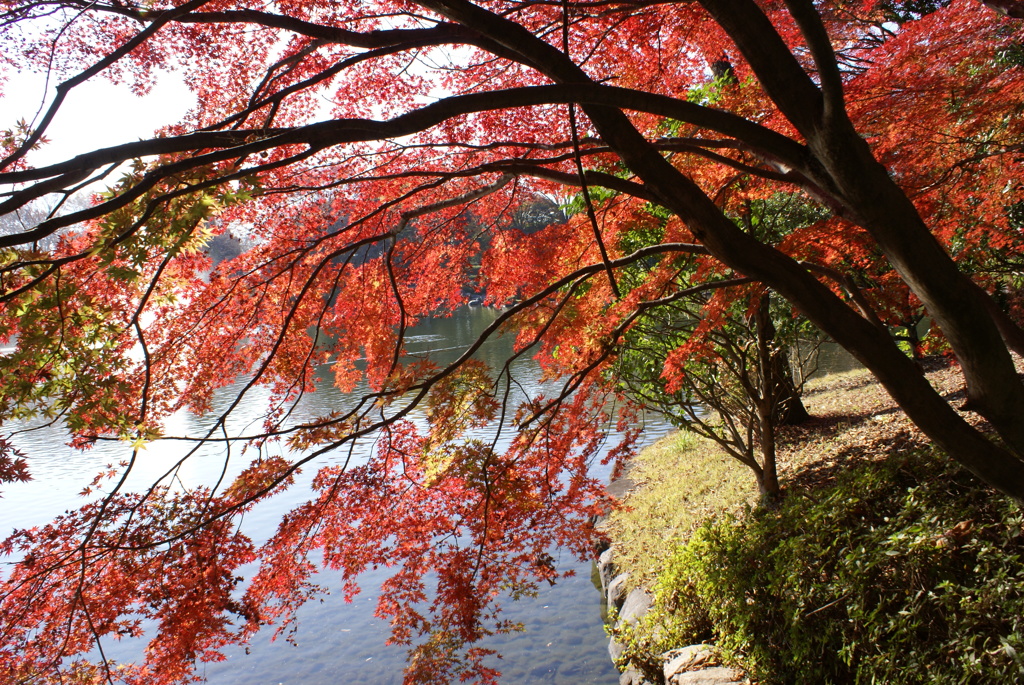 水辺の紅葉