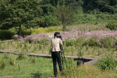 コスモスを撮る人