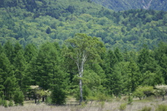 小田代が原の貴婦人