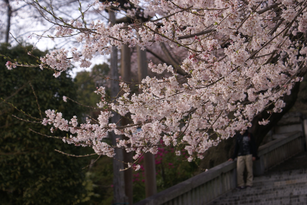 慈光寺の桜