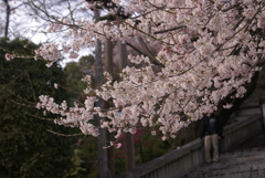 慈光寺の桜